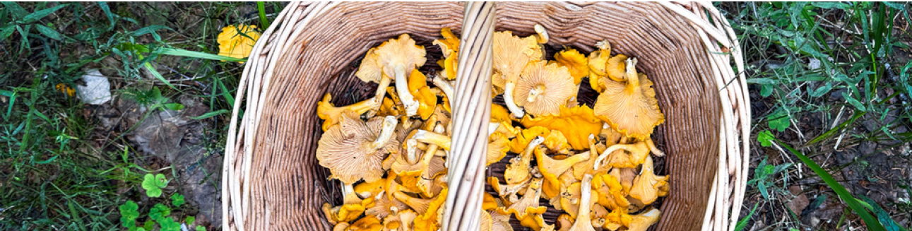 Tapahtuman oletuskuva