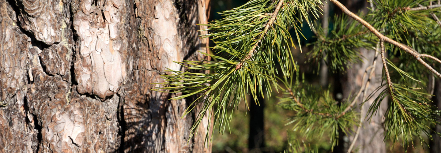 Tapahtuman oletuskuva
