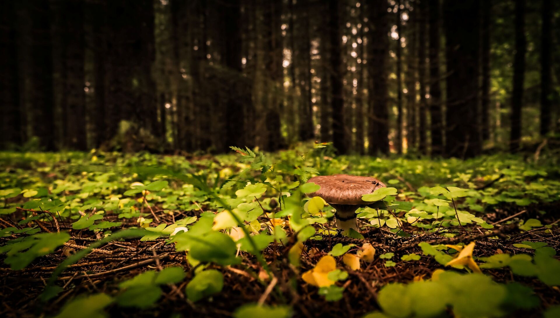 Tapahtuman oletuskuva