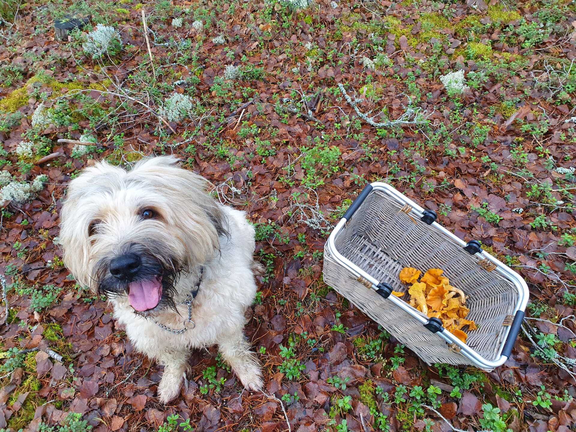 Tapahtuman oletuskuva